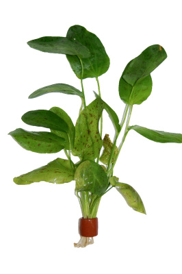 Эхинодорус Оцелот, шт